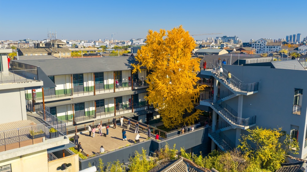 揚(yáng)建故事丨揚(yáng)州市蘇唱街1號(hào)煥新記：254歲古銀杏下的匠心攻堅(jiān)